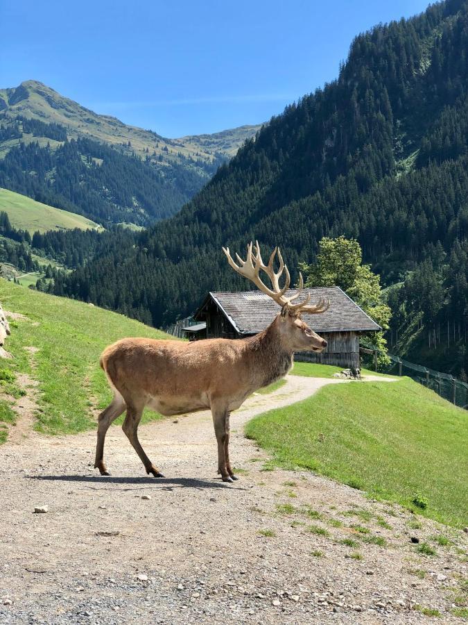 Haizelrock Kirchberg in Tirol Eksteriør billede